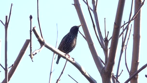 Starling Senta Galho Árvore Canta Contra Céu — Vídeo de Stock