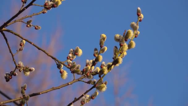 Willow Branches Swaying Blue Sky — Stock Video