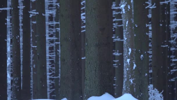 Zeitlupe Winter Wald Schnee Fällt Langsam Zwischen Den Baumkronen — Stockvideo