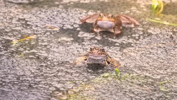 两只青蛙在鱼子酱中间的池塘里游泳 自然的声音 — 图库视频影像