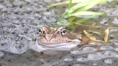Kurbağa havyar arasında suda yüzer.