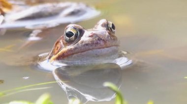 Kurbağa (Rana temporaria) nehirde oturur