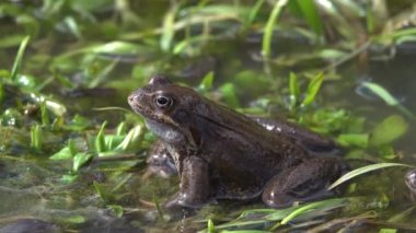 Nehirdeki çimlere yakın çekim (Rana temporaria). Doğal ses