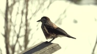 Benekli fındıkkıran uçar ve Tatra Ulusal Parkı 'na varır. Zakopane, Polonya