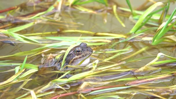 カエルは水の中で草の中に座り — ストック動画