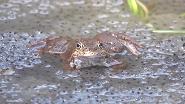 Лягушка Плавает Воде Среди Икры — стоковое видео
