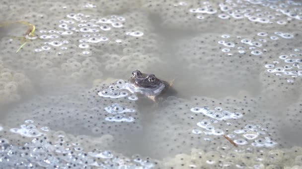 Лягушка Плавает Воде Среди Икры — стоковое видео