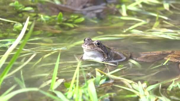 カエルは水の中で草の中に座り — ストック動画