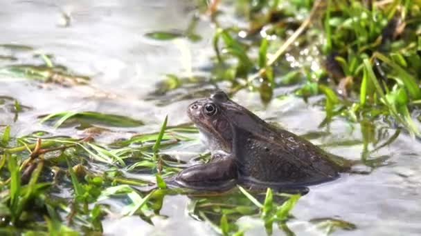 Βάτραχος Κάθεται Στο Γρασίδι Στο Νερό — Αρχείο Βίντεο