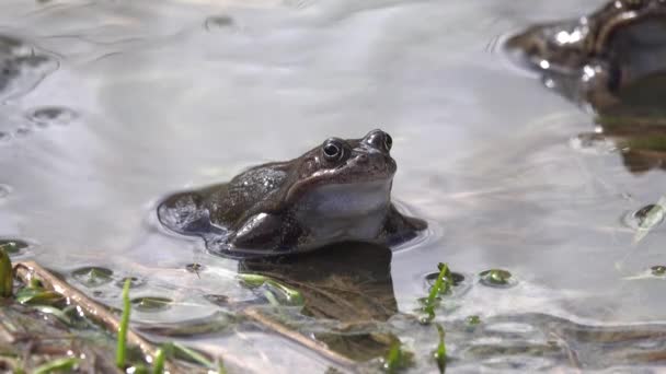 Žába Rana Temporaria Zblízka Vodě Kaviáru — Stock video