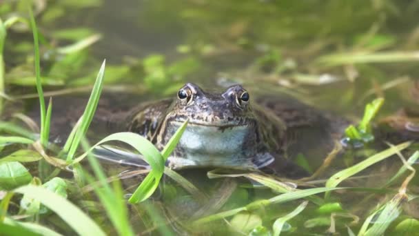 カエルは水の中で草の中に座り — ストック動画