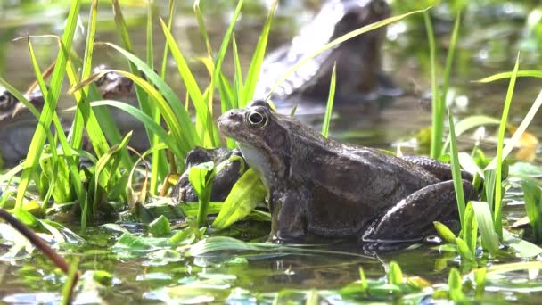 Frogs Sit Bank River Croak — Stock Video
