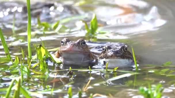 Dos Ranas Sientan Orilla Del Río Hierba — Vídeos de Stock