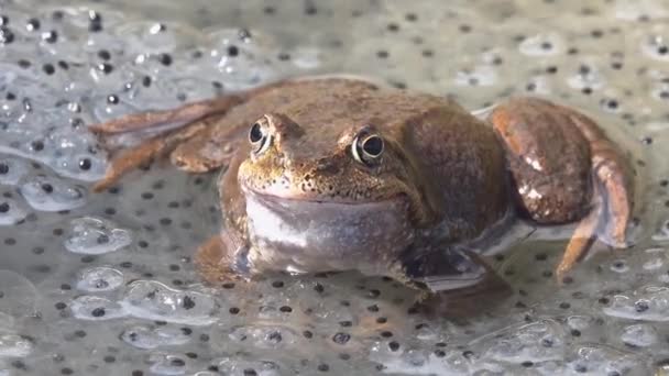Лягушка Плавает Пруду Среди Икры Естественный Звук — стоковое видео