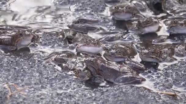 Havyarın Arka Planında Çiftleşme Sırasında Arge Kurbağa Kolonisi Rana Temporaria — Stok video