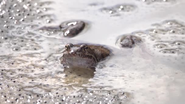 Żaba Rana Temporaria Wodzie Kawiorze — Wideo stockowe