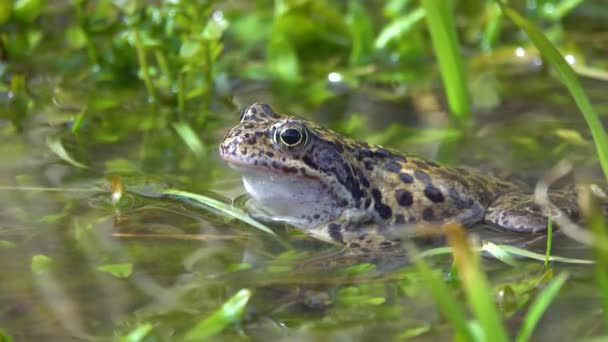 Žába Rana Temporaria Zblízka Trávě Řece Přirozený Zvuk — Stock video