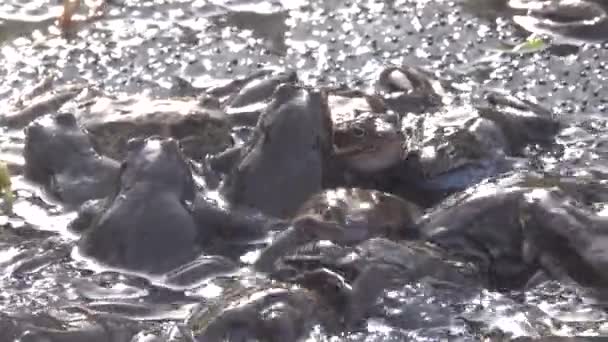 在以鱼子酱为背景的交配过程中 青蛙的拱形菌落 Rana Temporaria 自然的声音 — 图库视频影像