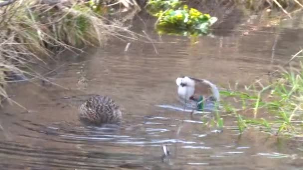 Çift Erkek Dişi Yaban Ördekleri Anas Platyrhynchos Bir Gölde Yüzer — Stok video