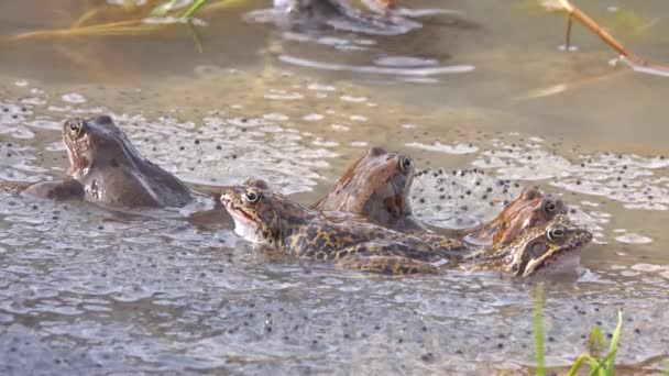 Grande Colonie Grenouilles Rana Temporaria Pendant Accouplement Sur Fond Caviar — Video