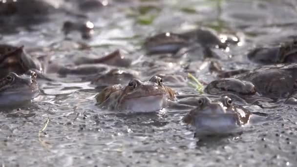 Ralenti Grande Colonie Grenouilles Rana Temporaria Pendant Accouplement Sur Fond — Video