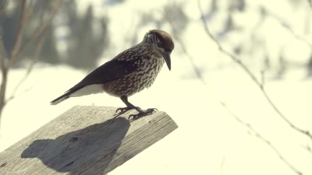 Καρυοθραύστης Πετάει Και Φτάνει Στο Εθνικό Πάρκο Τάτρα Zakopane Πολωνία — Αρχείο Βίντεο