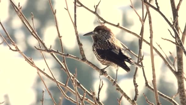 Gespot Notenkraker Zittend Een Tak Tegen Achtergrond Van Besneeuwde Bergen — Stockvideo