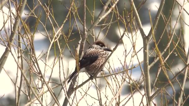 Spotted Nutcracker Sitting Branch Backdrop Snow Capped Mountains Tatra National — Stock Video