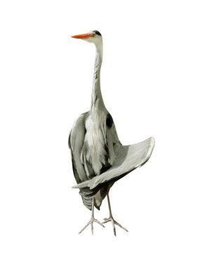 Beyaz arkaplanda kanatlı gri balıkçıl