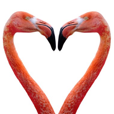 Beyaz arka planda kalp şeklinde bir flamigo portresi.