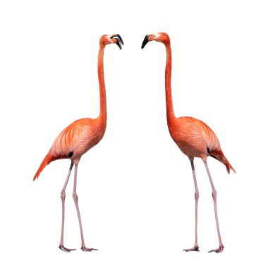 Beyaz arka planda iki flamingo izole edildi