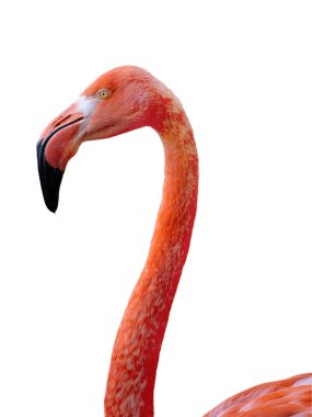 Beyaz arkaplanda izole edilmiş flamingo portresi