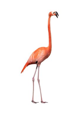 Beyaz arkaplanda izole edilmiş şarkı söyleyen flamingo