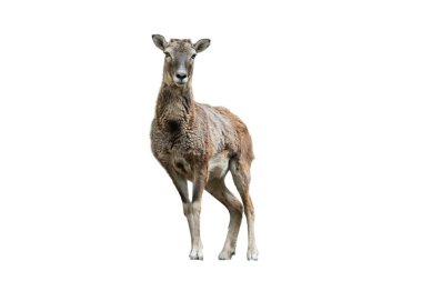 mouflon beyaz arkaplanda izole edildi