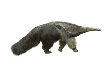Karıncayiyen, Myrmecophaga tridactyla, beyaz arkaplanda izole