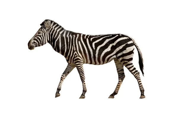 Zebra Está Vindo Isolado Fundo Branco — Fotografia de Stock