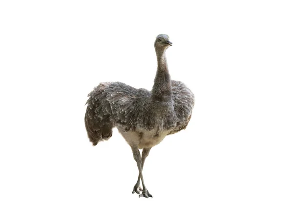 Strauß Rhea Pennata Stehen Isoliert Auf Weißem Hintergrund — Stockfoto