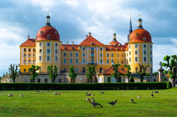 2022 Geese Graze Background Moritzburg Castle Baroque Castle Moritzburg Saxony — Stock Photo, Image