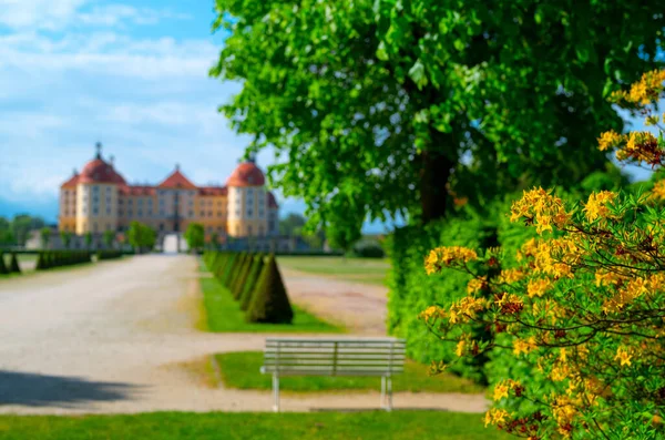 2022 Flores Amarillas Fondo Castillo Moritzburg Castillo Barroco Moritzburg Sajonia — Foto de Stock