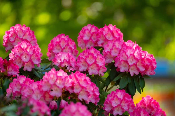 Ροζ Λουλούδια Ροδόδεντρο Ανθίζουν Την Άνοιξη Στο Πάρκο — Φωτογραφία Αρχείου