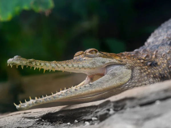 Crocodile Bouche Ouverte Repose Sur Une Vieille Bûche — Photo