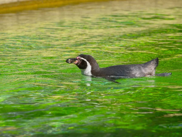 Pingouin Nage Dans Eau — Photo