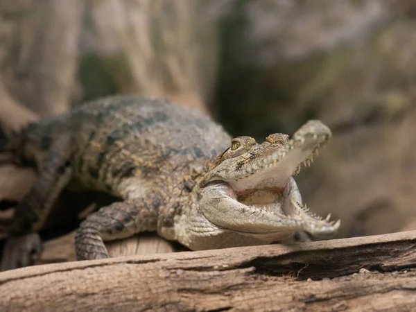 Crocodile Bouche Ouverte Repose Sur Une Vieille Bûche — Photo