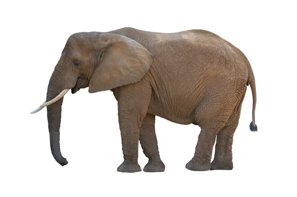 Grande Elefante Africano Isolado Fundo Branco — Fotografia de Stock