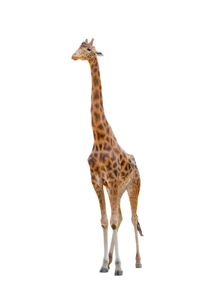 Giraffe Standing Isolated White Background — Stock Photo, Image