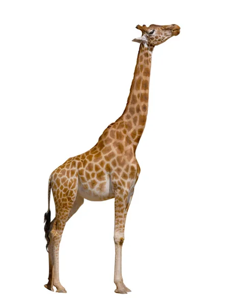 Profilo Giraffa Piedi Isolato Sfondo Bianco — Foto Stock