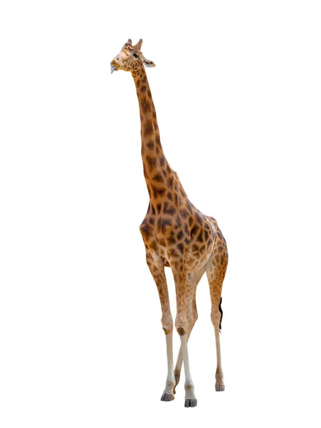 Giraffa Con Lingua Isolata Fondo Bianco — Foto Stock