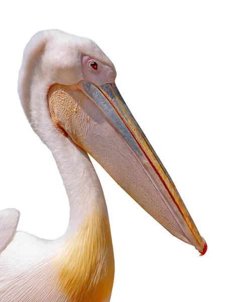 Retrato Pelicano Isolado Sobre Fundo Branco — Fotografia de Stock