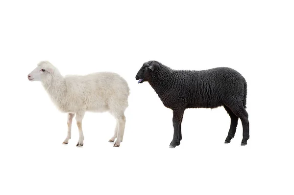 Zwart Wit Schapen Geïsoleerd Witte Achtergrond — Stockfoto