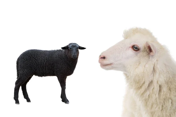 Černá Bílá Ovce Izolované Bílém Pozadí — Stock fotografie